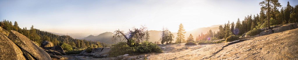 sequoia_Panorama